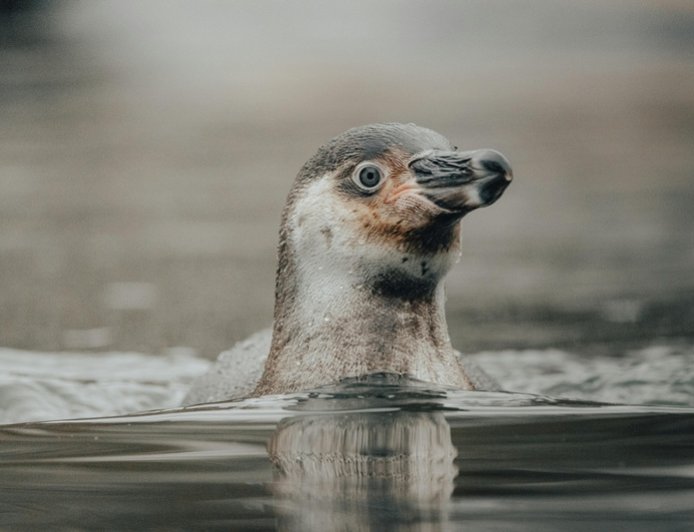 Πλοίο στην Ανταρκτική σταματά για να περάσουν πιγκουίνοι – Το βίντεο που έγινε viral