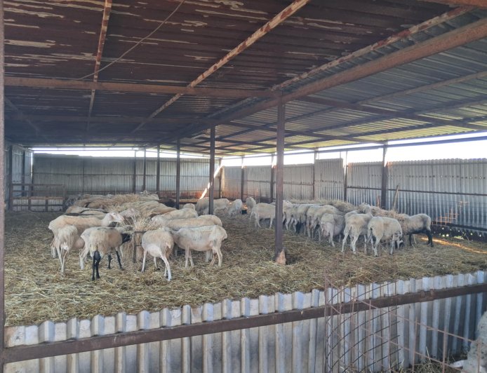 Αναστολή μέτρων αναγκαστικής εκτέλεσης για κτηνοτρόφους που πλήττονται από την ευλογιά των αιγοπροβάτων