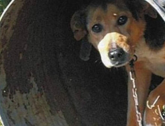 Ξάνθη: Σύλληψη άνδρα για μη τήρηση των κανόνων ευζωίας του σκύλου του