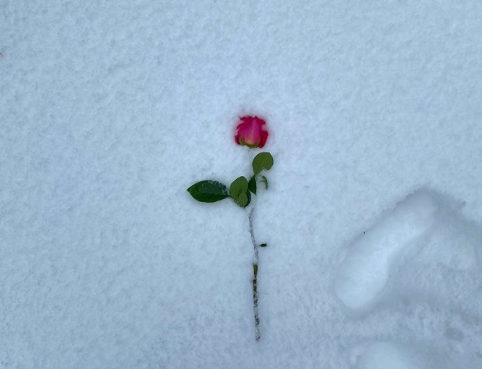 Η εκεχειρία των Χριστουγέννων