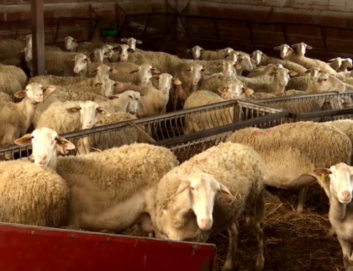 Σύλληψη τεσσάρων Βούλγαρων για παράνομη μεταφορά προβάτων