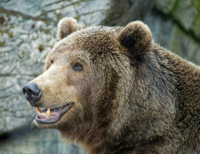 Αρκούδα Ηρακλής Βρετανία: Η απίστευτη ιστορία ενός ζώου 400 κιλών που μεγάλωσε ως «γιος» ζευγαριού