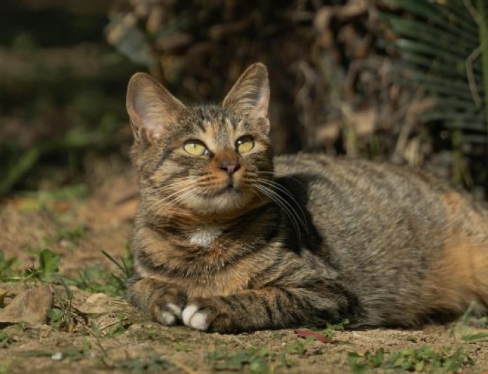 Ζώα που εκφράζουν ευγνωμοσύνη: Ορφανό γατάκι λέει «ευχαριστώ» και συγκινεί