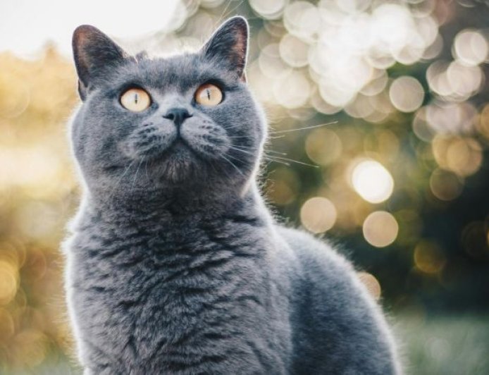 Γηραιότερη γάτα στον κόσμο – ρεκόρ Γκίνες: Αυτό είναι το μακροβιότερο αιλουροειδές στον κόσμο