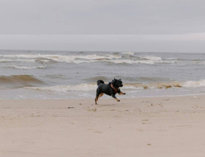 Βρετανία: Άνδρας έπαθε καρδιακή ανακοπή σε ερημική παραλία και τον έσωσε ο σκύλος του