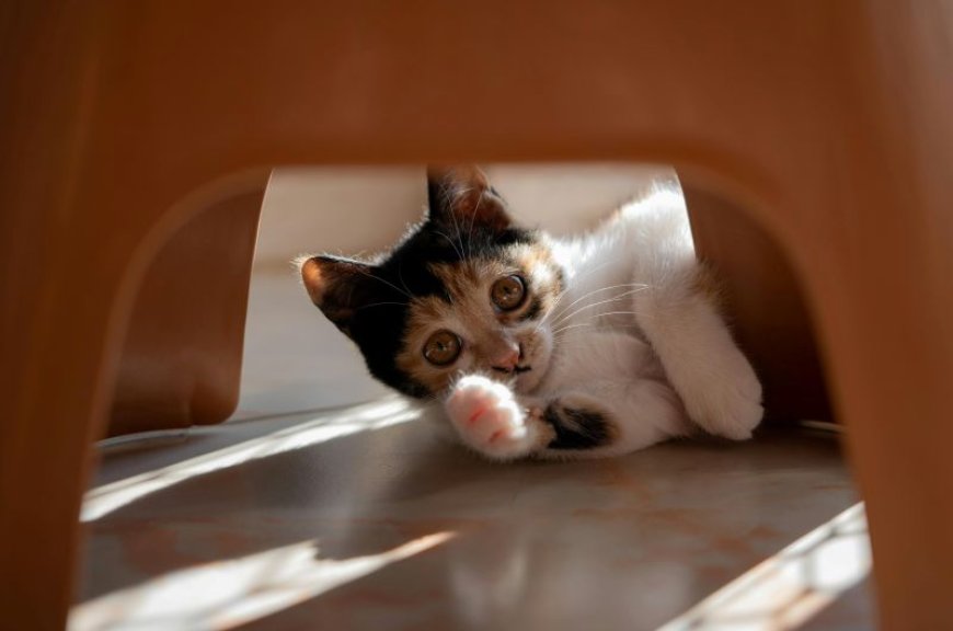 Χαμός σε πτήση: Γάτα έκοβε βόλτες μέσα σε αεροπλάνο