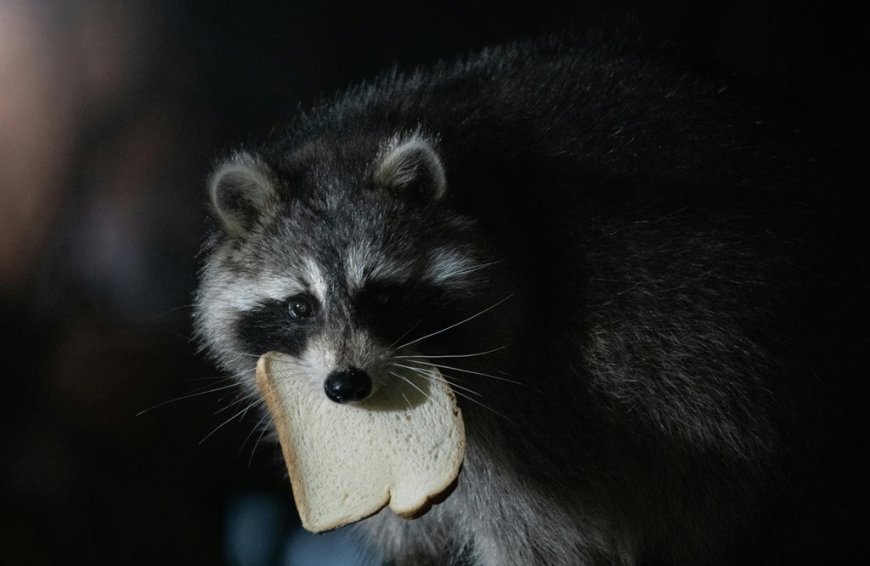 Ρακούν λιποθύμησε σε… κάβα: Απίστευτο περιστατικό στη Βιρτζίνια