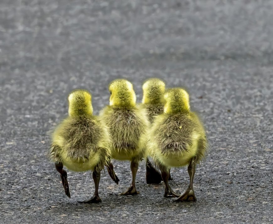 Τι σκέφτονται τα κοτόπουλα; Η Ευρώπη επενδύει… 4 εκατ. για να μάθει