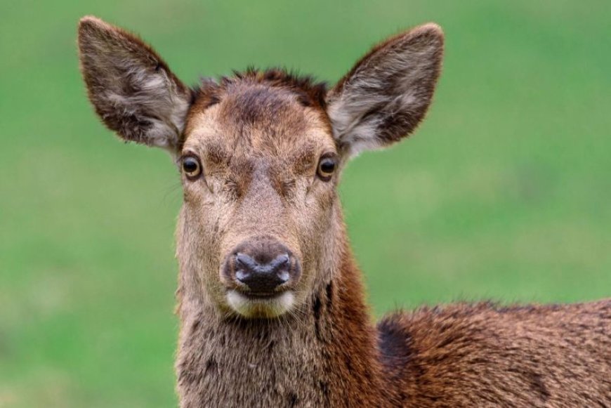 Κίνα ελάφι: Μπήκε σε σχολική αίθουσα και έφαγε τα διαγωνίσματα των μαθητών