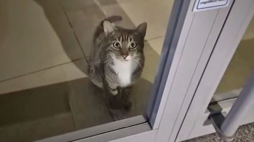 Γάτα ενεργοποιεί τον συναγερμό τράπεζας και καλεί… την αστυνομία