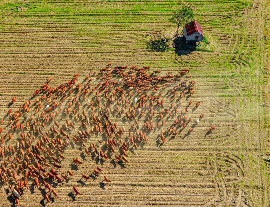 Κτηνοτρόφος κλαίει για τα 450 πρόβατα που θανατώθηκαν: Το συγκλονιστικό βίντεο με τον Κωνσταντίνο Θεολόγου
