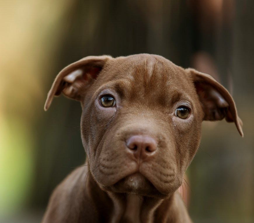Πίτμπουλ Ζάκυνθος: Το επόμενο διάστημα θα αποφασιστεί αν θα θανατωθεί το σκυλί