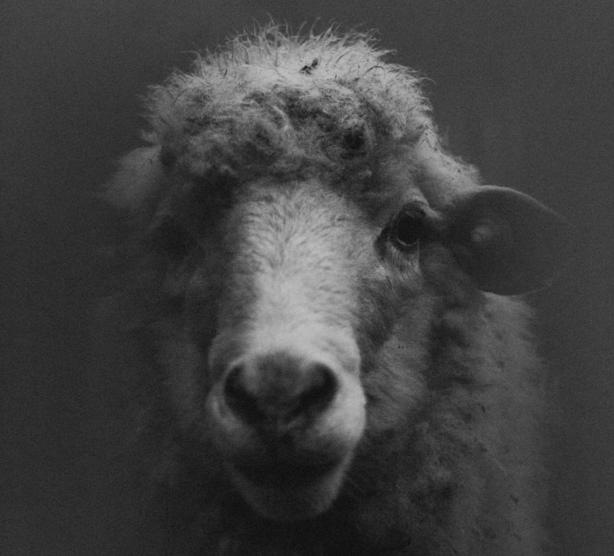 Κτηνοτρόφος με εγκεφαλικό: Καλά στην υγεία του ο Κωνσταντίνος Θεολόγου