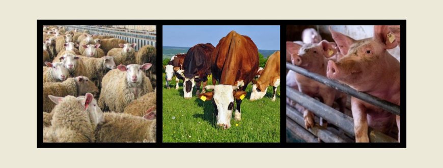 ΥΠΑΑΤ: Ενημέρωση κτηνοτρόφων για την υποχρέωσή τους να προβούν σε απογραφή του ζωικού κεφαλαίου αιγοπροβάτων, χοίρων και βοοειδών