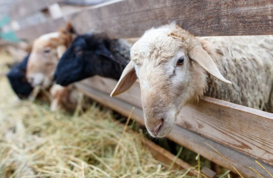 Ευλογιά αιγοπροβάτων: Επιπλέον 21 εκατ. € για ζωοτροφές