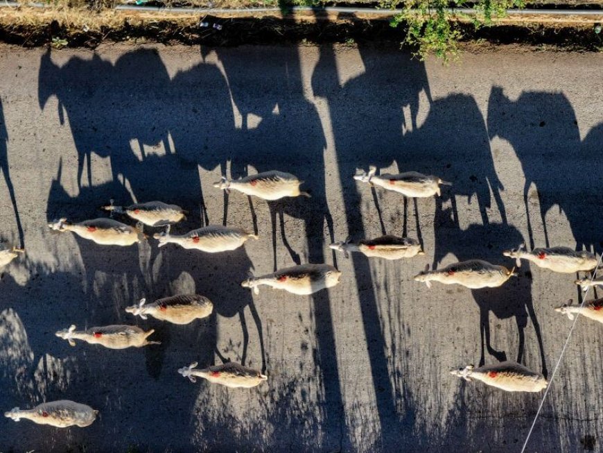 Ενίσχυση κτηνοτρόφων 2025: Επί πλέον 21 εκατ. για ζωοτροφές