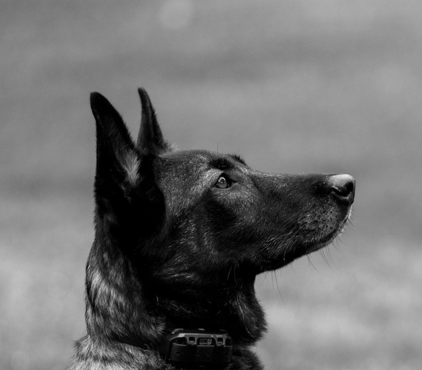 Σίδνεϊ τρομοκρατικό χτύπημα: Ζευγάρι προσπάθησε να αφοπλίσει τον έναν εκτελεστή και σκοτώθηκε