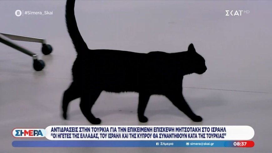 Γάτα ΣΚΑΙ: Απρόσμενο στιγμιότυπο στο πλατό του ΣΚΑΪ με τη «Σοφία»