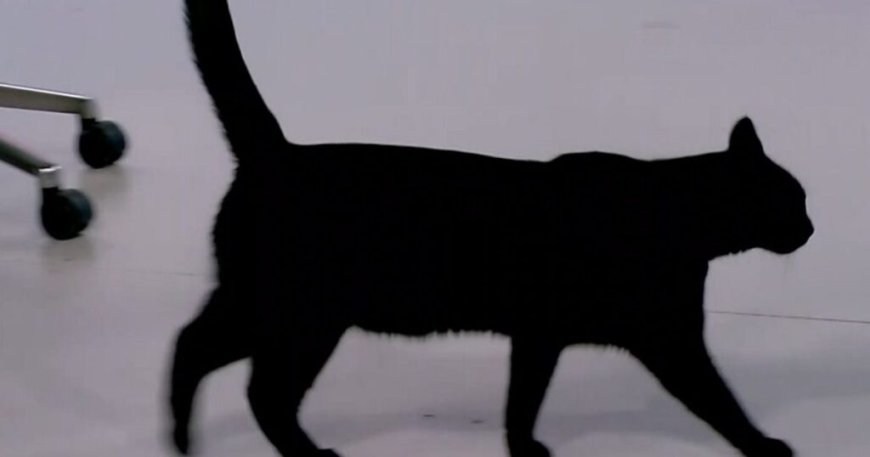 Χαμός στο πλατό του ΣΚΑΪ: Η Σοφία τρόμαξε τον Μπαράκ – Έφυγε άρον άρον ο γάτος