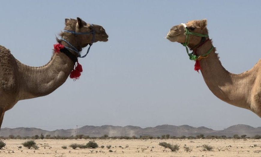 Σαουδική Αραβία: Βρετανίδα εξερευνήτρια περπάτησε όλη τη χώρα με τα πόδια