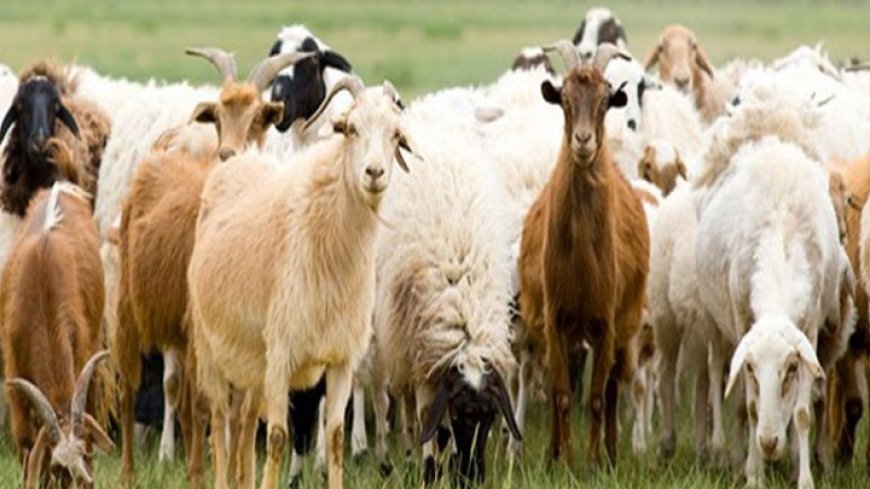 Επιπλέον 6 εκατ. € για αποζημιώσεις κτηνοτρόφων λόγω ευλογιάς σε Ξάνθη-Ροδόπη