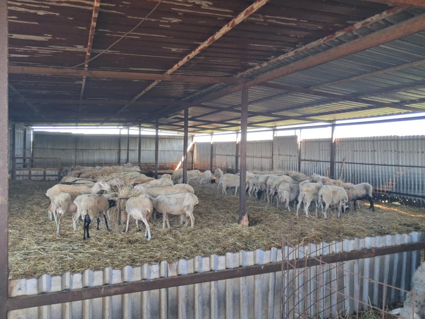 Αναστολή μέτρων αναγκαστικής εκτέλεσης για κτηνοτρόφους που πλήττονται από την ευλογιά των αιγοπροβάτων