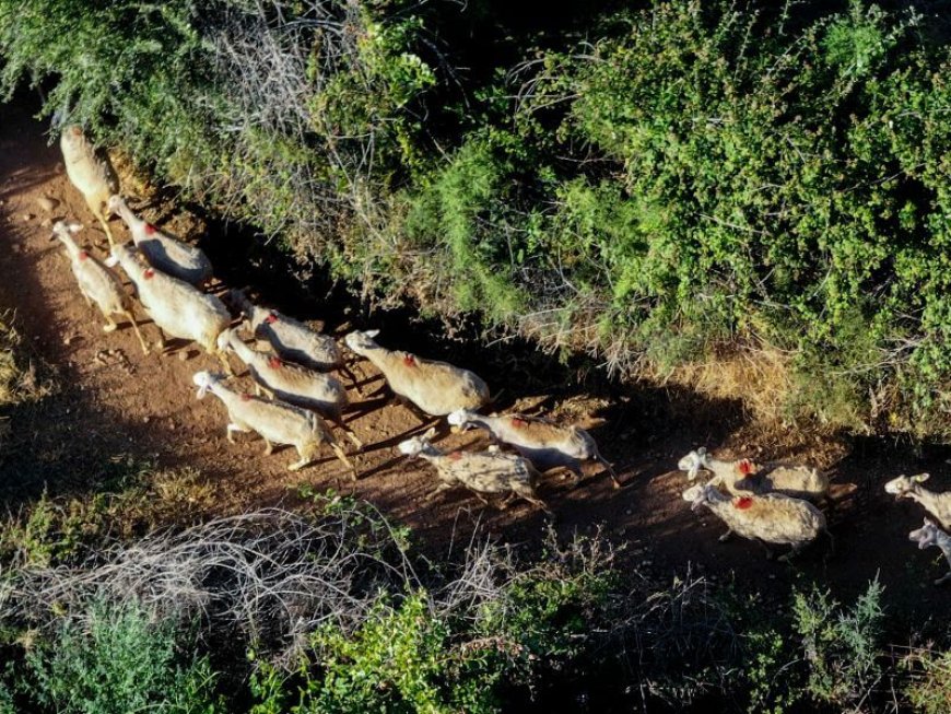 2,4 εκατ. ευρώ στις Περιφέρειες για λειτουργικές δαπάνες αντιμετώπισης της ευλογιάς