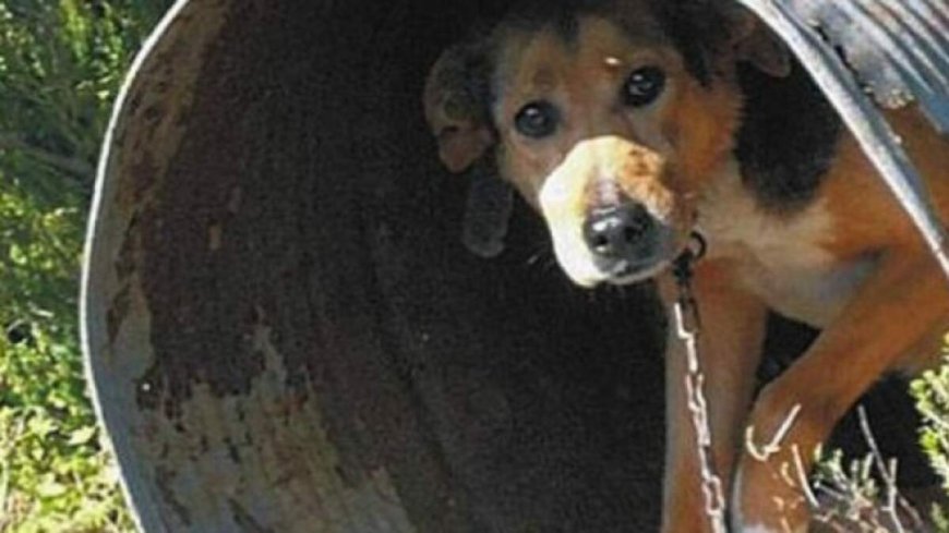 Ξάνθη: Σύλληψη άνδρα για μη τήρηση των κανόνων ευζωίας του σκύλου του