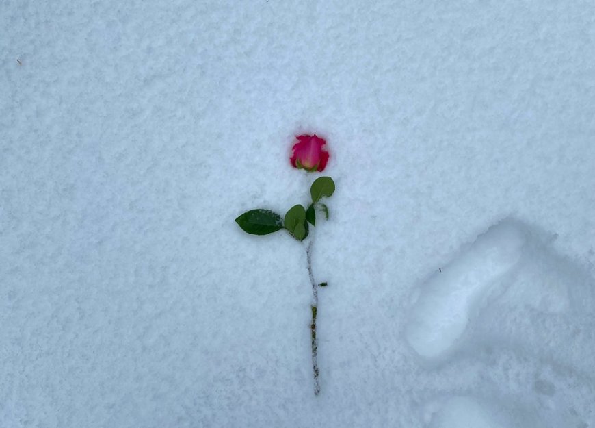 Η εκεχειρία των Χριστουγέννων