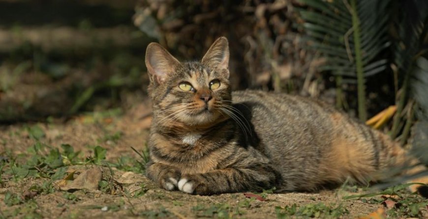 Ζώα που εκφράζουν ευγνωμοσύνη: Ορφανό γατάκι λέει «ευχαριστώ» και συγκινεί