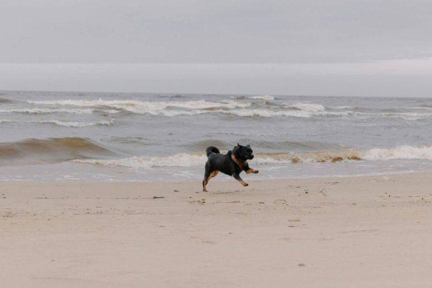 Βρετανία: Άνδρας έπαθε καρδιακή ανακοπή σε ερημική παραλία και τον έσωσε ο σκύλος του