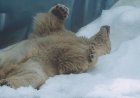 Πολικές αρκούδες παίζουν στο πρώτο χιόνι της ζωής τους