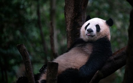 Ιστορική γέννηση γιγάντιου πάντα στην Ινδονησία