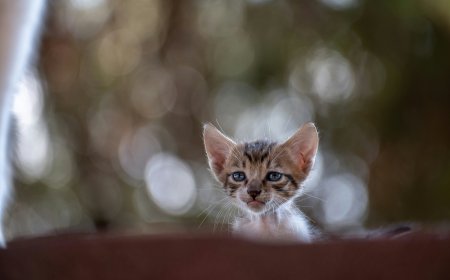Το ελληνικό νησί που προσφέρει δωρεάν διαμονή σε όσους φροντίζουν αδέσποτες γάτες