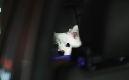 Έσερνε σκύλο με λουρί ενώ οδηγούσε: «Τον πάω βόλτα», είπε ο 67χρονος