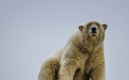 Γιατί ο Τραμπ θέλει τη Γροιλανδία: Και τελικά, μπορεί να την πάρει;
