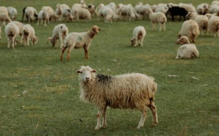 Πιερία: Κτηνοτρόφος βρέθηκε κρεμασμένος στο σπίτι του