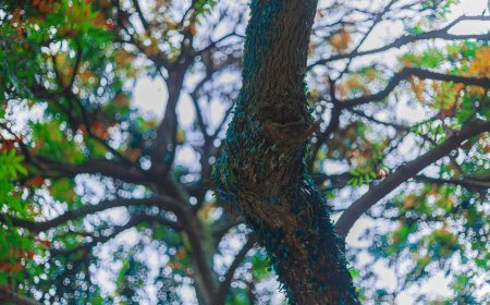 Δήμος Φυλής: Βιώσιμη ανάπλαση για Κέντρο και Ζωφριά