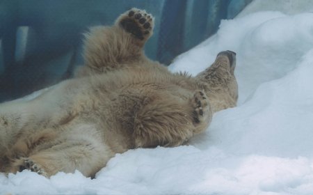 Πολικές αρκούδες παίζουν στο πρώτο χιόνι της ζωής τους