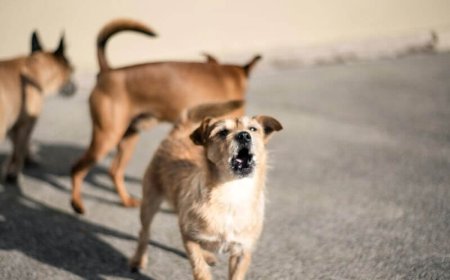 Επίθεση αγέλης σκύλων σε 60χρονο στον Βόλο