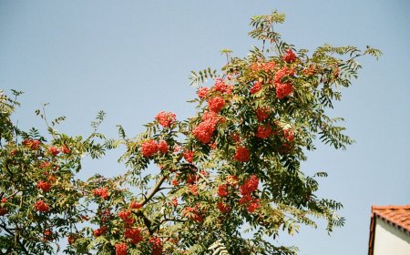 Αλκυονίδες μέρες 2026: Πόσο θα κρατήσουν, η πρόβλεψη Καντερέ