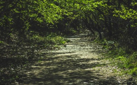 Ο Δήμος Χαϊδαρίου ενημερώνει για την παρουσία λύκου στο Ποικίλο Όρος