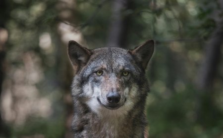 Λύκος Χαϊδάρι: Η έκκληση του δημάρχου της περιοχής