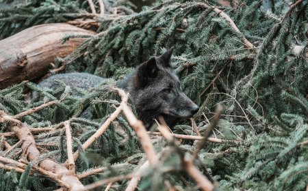 Ενημέρωση Δήμου Πετρούπολης για λύκους και αγριογούρουνα στο Ποικίλο Όρος