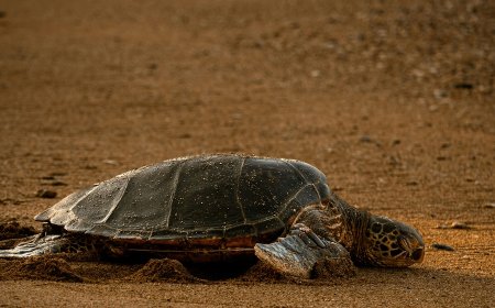 Υπάλληλοι κλωτσούν και πετούν το κουφάρι θαλάσσιας χελώνας στην Κύπρο