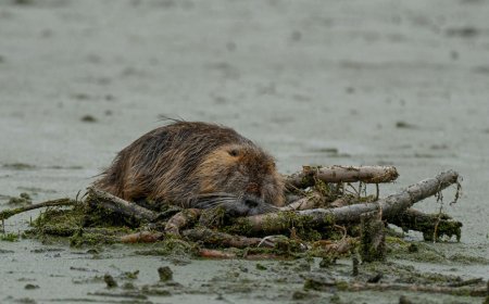 Κυκλοφοριακή καθυστέρηση λόγω… κάστορα σε αυτοκινητόδρομο των ΗΠΑ