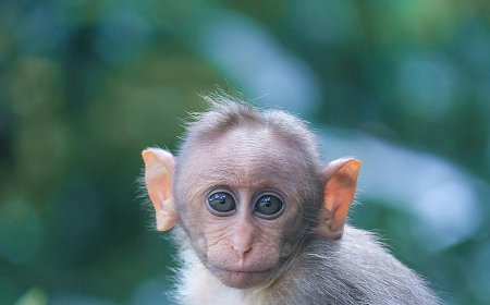 Mικρός ταραξίας στο Τενεσί