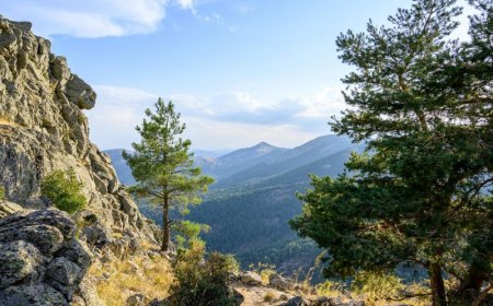 Μεγάλη δενδροφύτευση στον Υμηττό από τον Δήμο Γλυφάδας και πολίτες