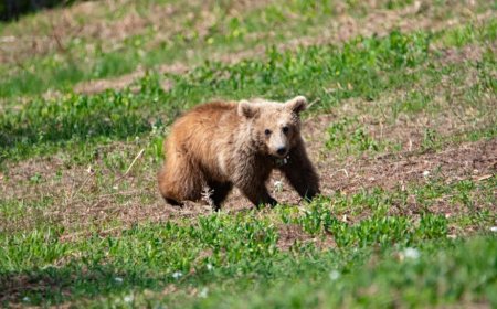 Έρευνα «Αρκτούρου» για τις καφέ αρκούδες: Αυξήθηκε ο πληθυσμός τους στην Ελλάδα, αλλά όχι οι ζημιές που προκαλούν