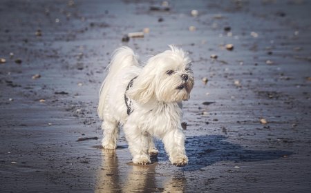 Καταφύγια αδέσποτων ζώων: Ομάδα εργασίας για ταχύτερη αδειοδότηση